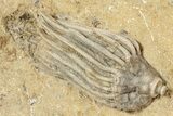 Fossil Crinoid Plate (Two Species) - Crawfordsville, Indiana #243933-3